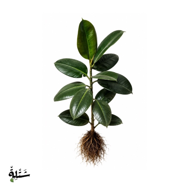 فيكس روبوستا - كاوتشوك أخضر غامق (Ficus Robusta Rubber Plant)