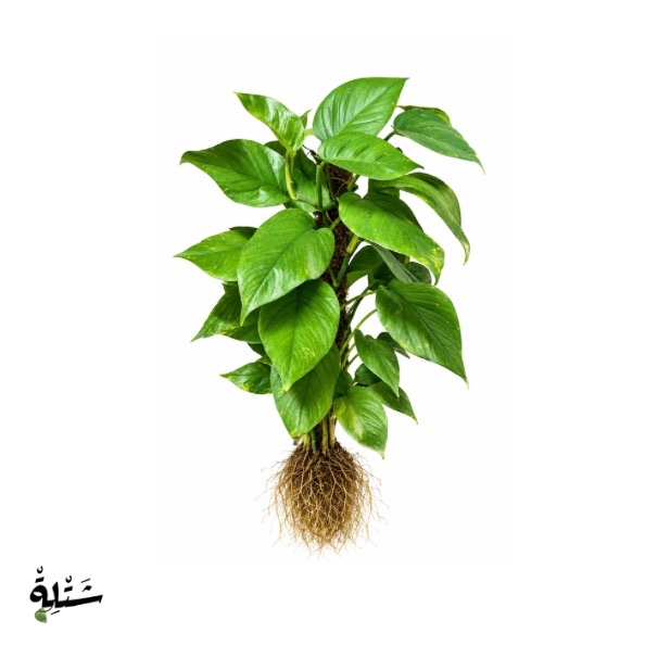 بوتس - قلب عبد الوهاب (Pothos Epipremnum)
