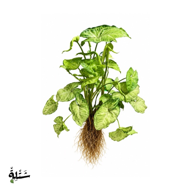 سينجونيوم - رجل البطة - (Syngonium Arrowhead Plant)