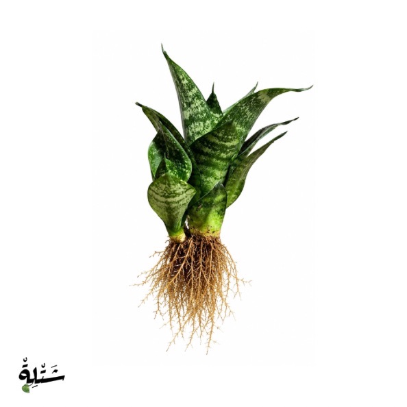جلد النمر - السنسفيرا (Snake Plant)