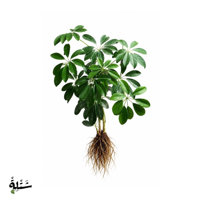 شفليرا - مظلة الاستوائية (Schefflera Umbrella Plant)