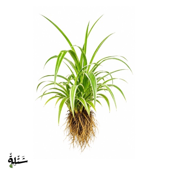 نبتة العنكبوت - الفلانجيوم (Spider Plant)