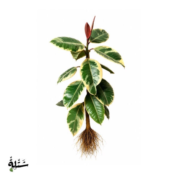 كاوتشوك مبرقش - فيكس فاريجاتا (Variegated Rubber Plant)