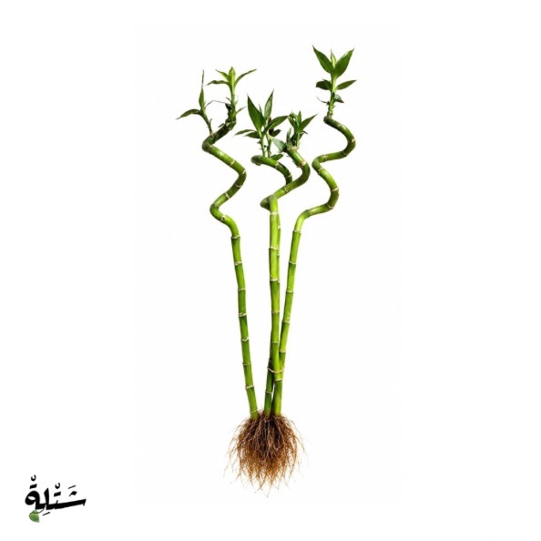 بامبو الحظ - (Lucky Bamboo)