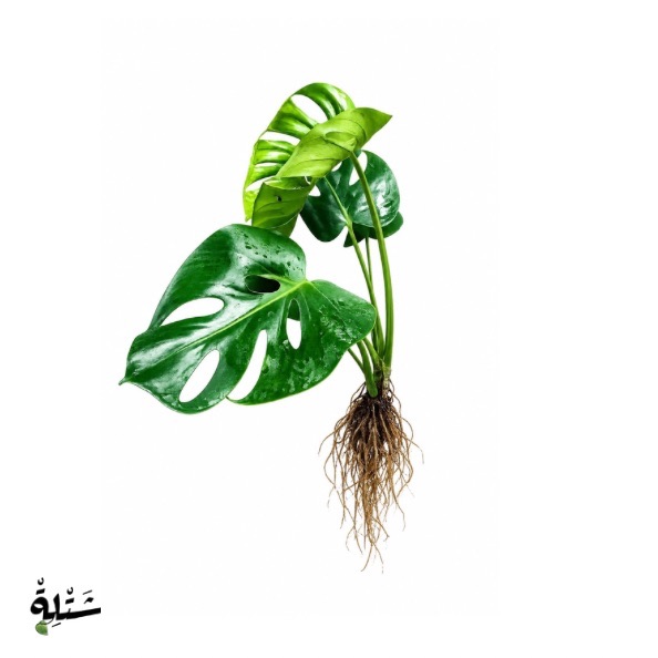 مونستيرا - القفص الصدري (Monstera Deliciosa)